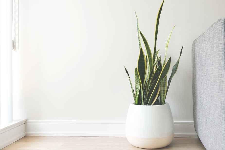 A green snake plant in a white pot beside a gray sofa