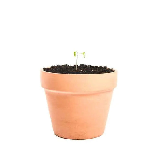 Terracotta clay plant pot with tapered shape and wide rim holding green seedling