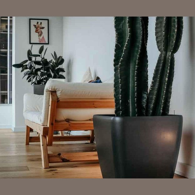 A cozy interior featuring a potted cactus and a wooden sofa in a well-lit room.