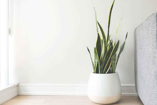 A green snake plant in a white pot beside a gray sofa