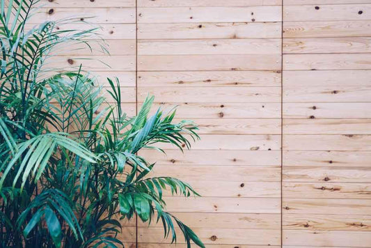 A lush green plant in front of a light wooden wall.