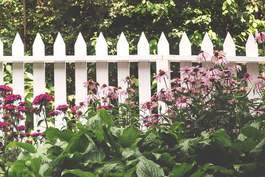 Colorful flowers in front of a white picket fence