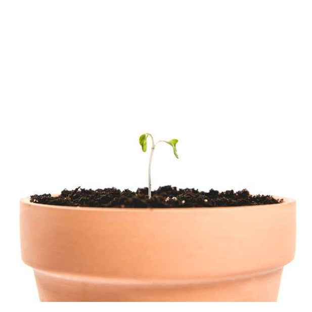 Close-up of unglazed terracotta clay pot rim texture with young green seedling