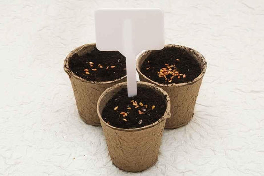 Three small pots containing soil and seeds with a white label in the center pot.